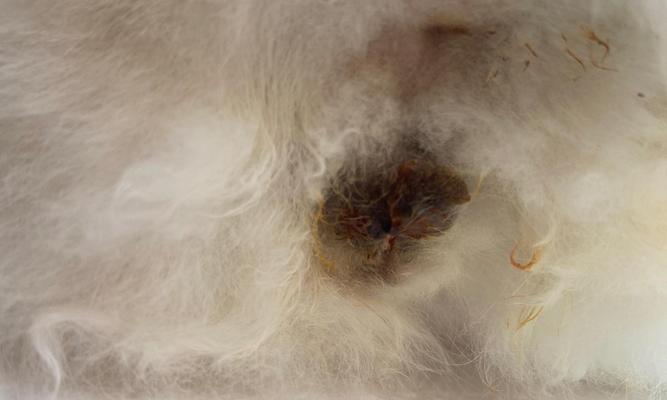 公猫绝育后蛋蛋发炎的常见原因与有效护理方法