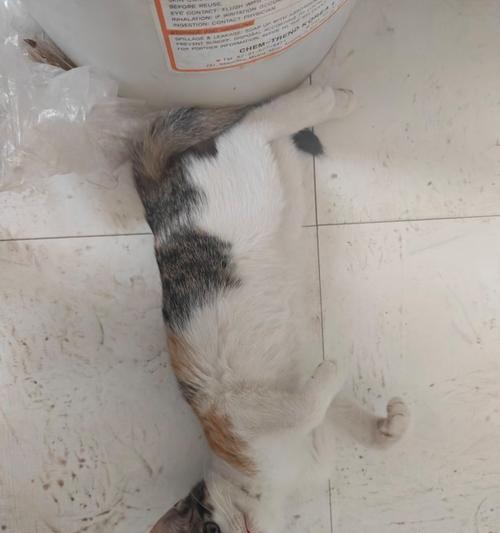 正确喂养猫干粮的技巧与健康注意事项