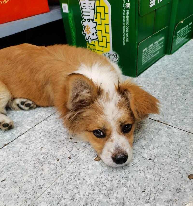 训练狗狗保持静止方法，培养安静听话好习惯