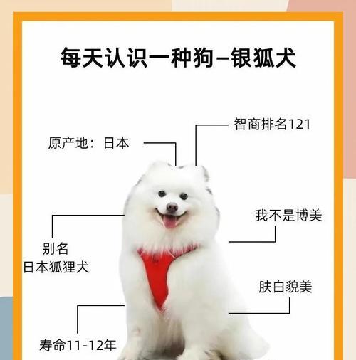银狐犬价格与喂养训练全攻略 银狐犬价格与喂养训练全攻略