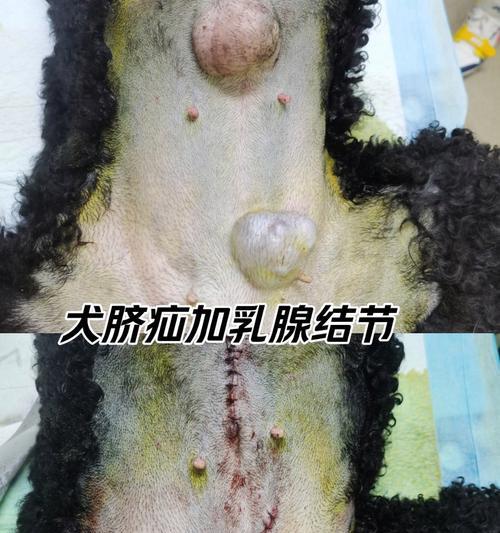 狗脐疝的康复时间与治疗方法详解
