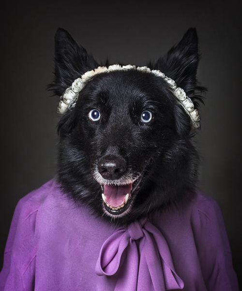 黑毛犬的魅力与品种特性全解析 黑毛犬的魅力与品种特性全解析