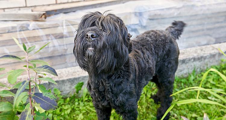 黑毛犬的魅力与品种特性全解析 黑毛犬的魅力与品种特性全解析