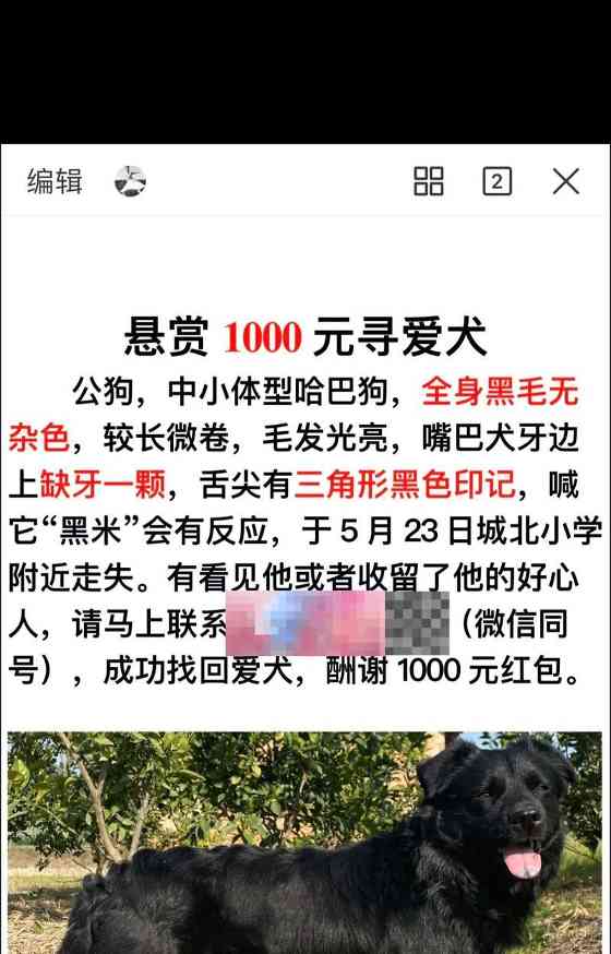 黑毛犬的魅力与品种特性全解析 黑毛犬的魅力与品种特性全解析