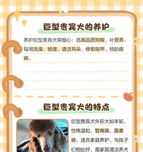 贵宾犬成长周期与养育要点全解析