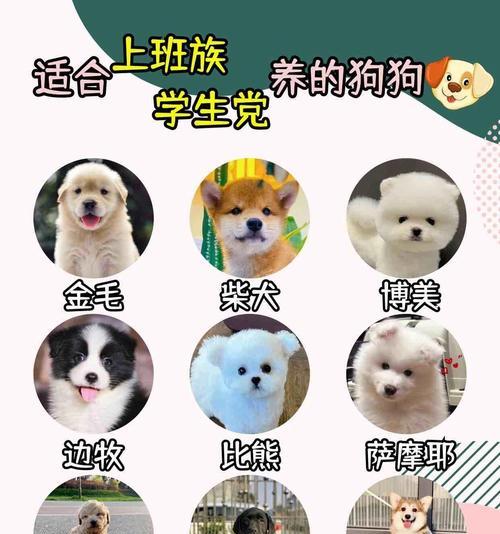 贵宾犬成长周期与养育要点全解析