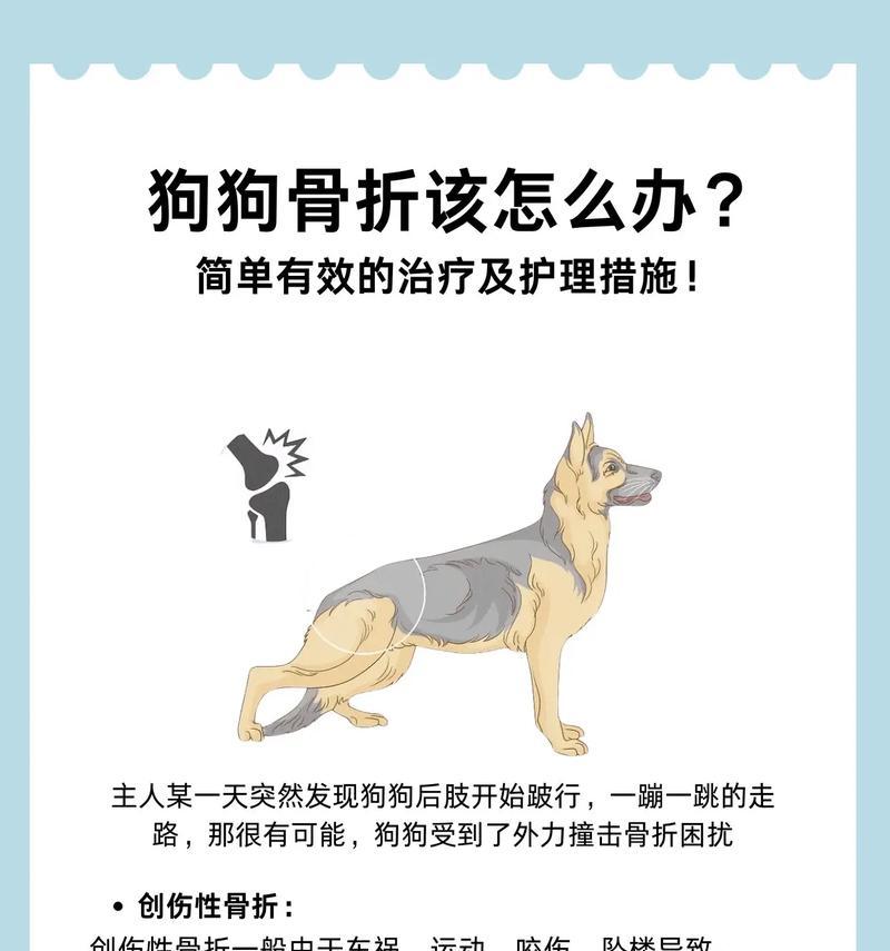 成年狗后腿骨裂恢复期指南与康复要点