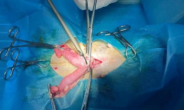 母犬绝育最佳时机及健康影响全解析 母犬绝育最佳时机及健康影响全解析