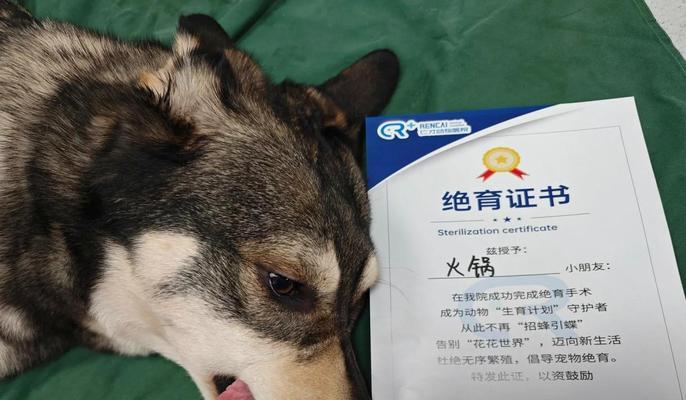 母犬绝育最佳时机及健康影响全解析 母犬绝育最佳时机及健康影响全解析