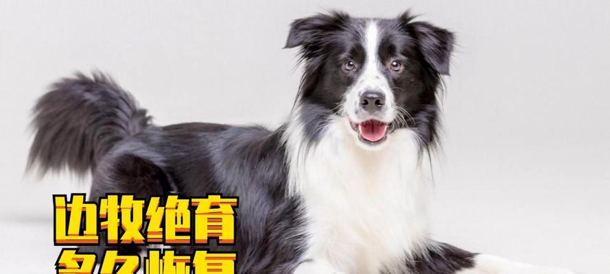 母犬绝育最佳时机及健康影响全解析 母犬绝育最佳时机及健康影响全解析