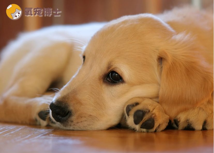 狗狗刚到家很安静是正常还是异常？