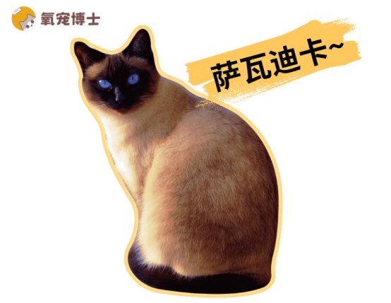 暹罗猫为何会变色？新手养猫必看的饲养指南