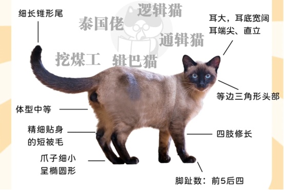 暹罗猫为何会变色？新手养猫必看的饲养指南