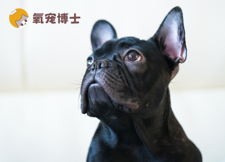 狗狗听力下降的5个表现及应对方法