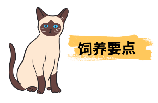 暹罗猫为何会变色？新手养猫必看的饲养指南