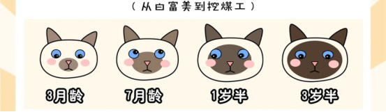 暹罗猫为何会变色？新手养猫必看的饲养指南