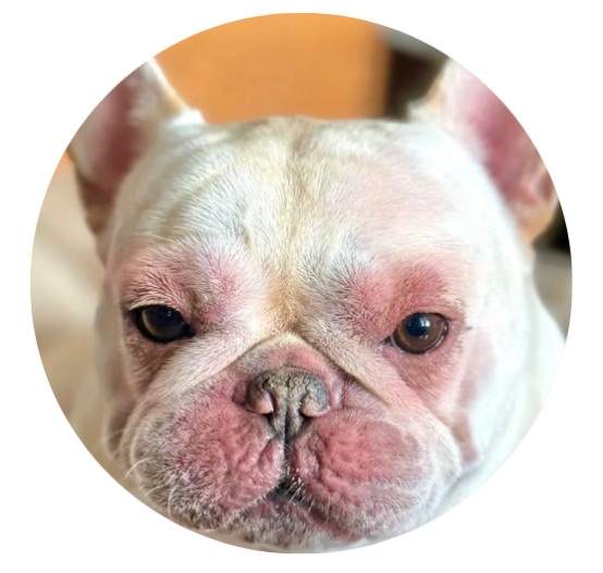 狗狗食物过敏原排查方法与常见症状解析