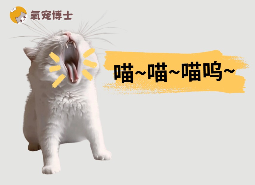 猫咪早上叫的原因及解决方法 猫咪早上叫的原因及解决方法