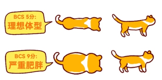家猫肥胖如何科学减肥？详细计划书来了