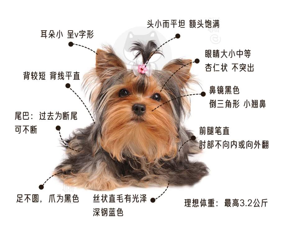 约克夏犬饲养指南：可爱但难养的小型犬