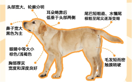 拉布拉多养不起?这些隐藏缺点你必须知道 拉布拉多养不起?这些隐藏缺点你必须知道