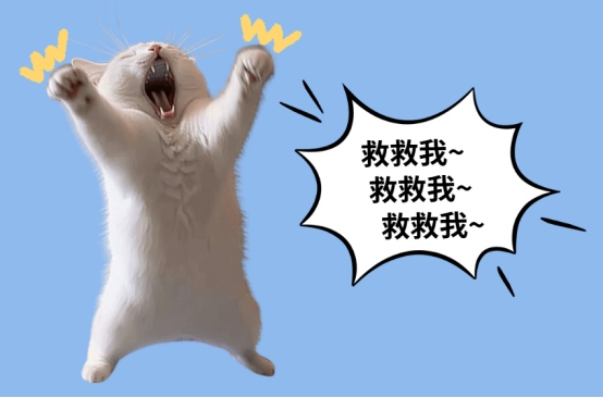 猫咪凝视主人的真正原因及应对方式 猫咪凝视主人的真正原因及应对方式