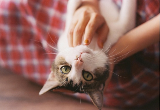 猫咖猫咪为何不怕人？背后训练与环境的秘密