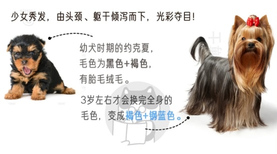 约克夏犬饲养指南：可爱但难养的小型犬