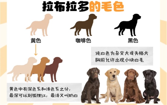 拉布拉多养不起?这些隐藏缺点你必须知道 拉布拉多养不起?这些隐藏缺点你必须知道