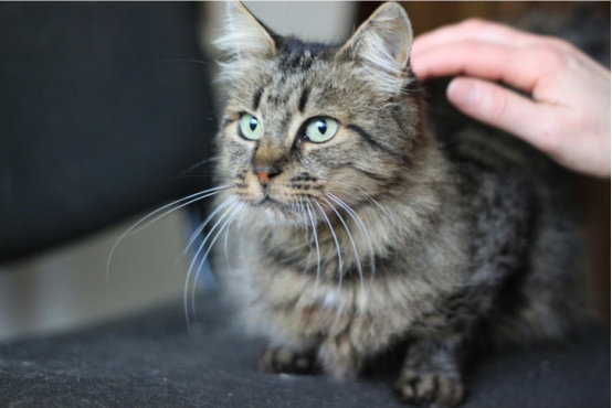 猫咖猫咪为何不怕人？背后训练与环境的秘密