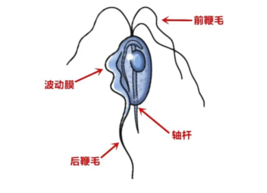 猫咪滴虫病的传播、症状与治疗全解析