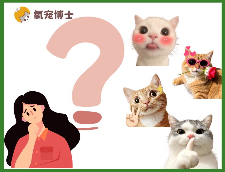 女生养猫必看！5种适合新手的温柔猫咪品种推荐