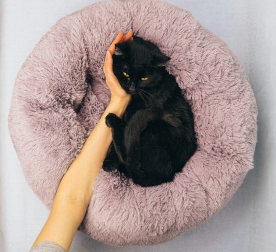 猫窝真的有必要买吗？猫咪的真实需求告诉你答案