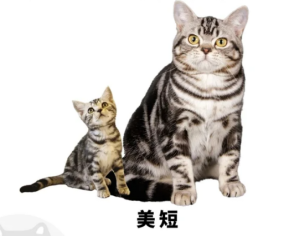 女生养猫必看！5种适合新手的温柔猫咪品种推荐