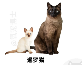 女生养猫必看！5种适合新手的温柔猫咪品种推荐