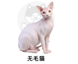 女生养猫必看！5种适合新手的温柔猫咪品种推荐