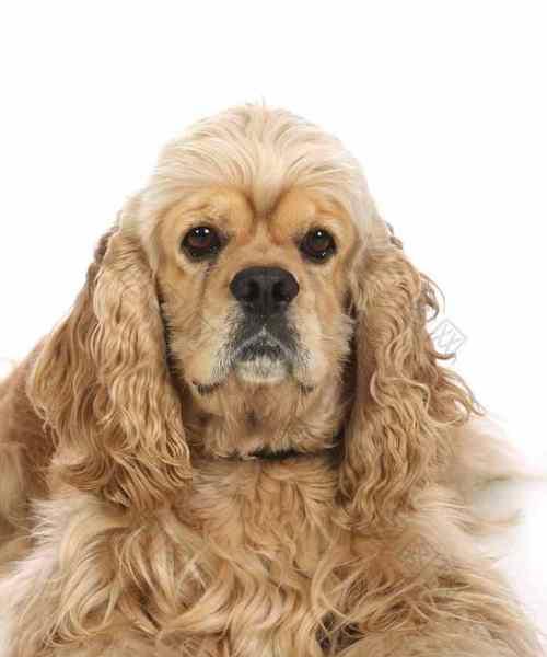 美国沃克猎犬的特点、历史与训练指南 美国沃克猎犬的特点、历史与训练指南