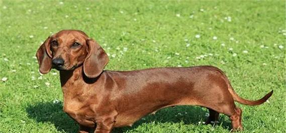 美国沃克猎犬的特点、历史与训练指南 美国沃克猎犬的特点、历史与训练指南