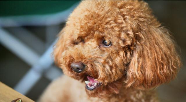 教泰迪狗拜拜的实用技巧与训练方法