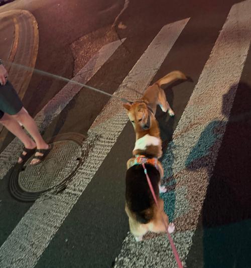 不遛狗的危害与社区影响