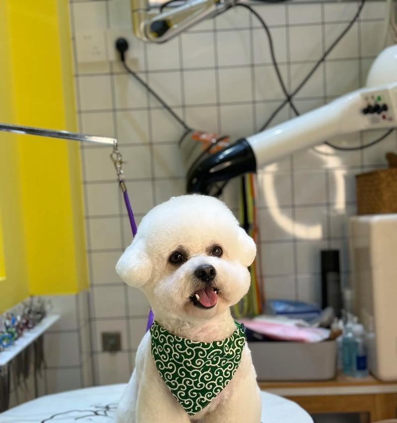 比熊胎毛修剪技巧与护理方法 比熊胎毛修剪技巧与护理方法