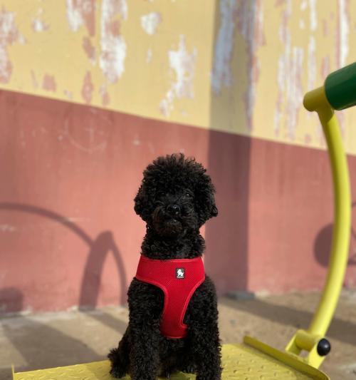 泰迪狗狗下面肿块的处理与预防指南 泰迪狗狗下面肿块的处理与预防指南