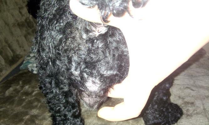 泰迪狗狗下面肿块的处理与预防指南 泰迪狗狗下面肿块的处理与预防指南