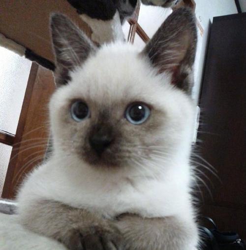 猫咪体香的秘密:独特气味背后的奥秘 猫咪体香的秘密:独特气味背后的奥秘