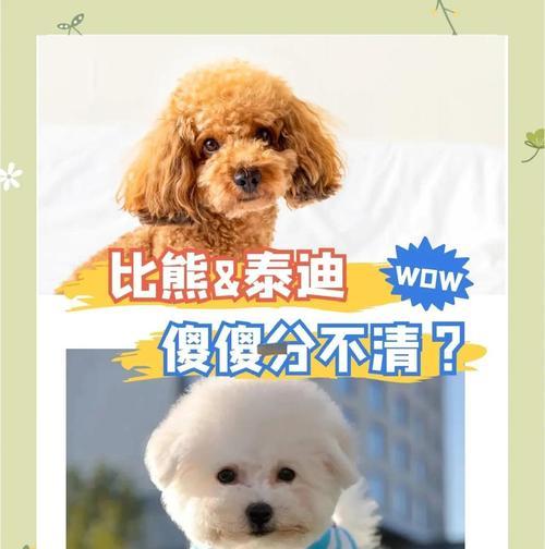 折耳猫的性格特点与养护要点