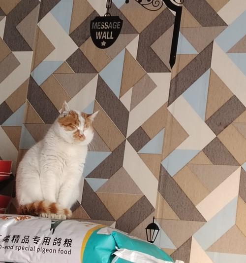 猫咪尾巴毛根发黄的原因与防治方法