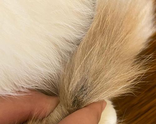 猫咪尾巴毛根发黄的原因与防治方法