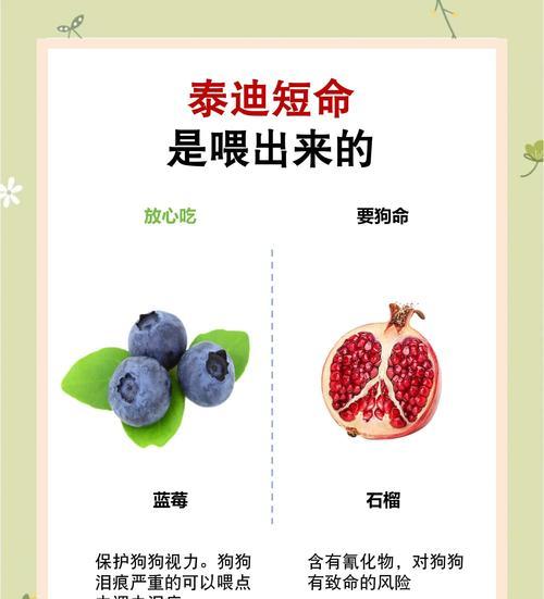 泰迪狗狗吃葡萄的健康风险与应急处理 泰迪狗狗吃葡萄的健康风险与应急处理