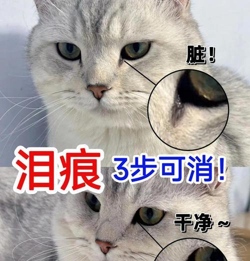 猫咪鼻子受伤后能自愈吗?护理要点全解析 猫咪鼻子受伤后能自愈吗?护理要点全解析