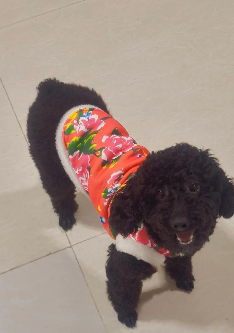 一个月幼犬泰迪科学喂养指南 一个月幼犬泰迪科学喂养指南